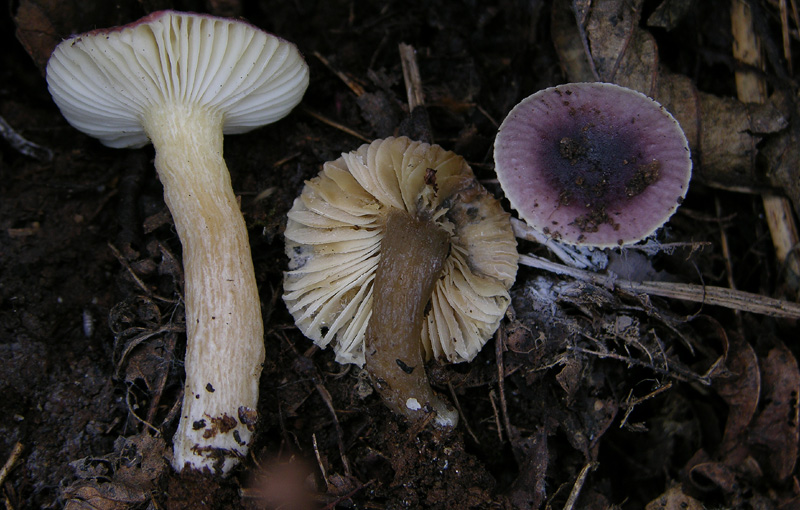 Russula alnetorum Romagn. [R. leprosa (Bres.) Crawshay]